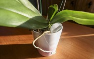 Ten common houseplant myths debunked