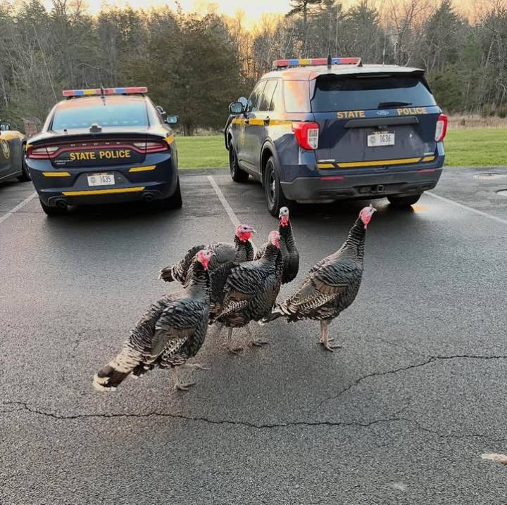 Wild turkeys protest outside NY State Police HQ on Thanksgiving, all pardoned and released