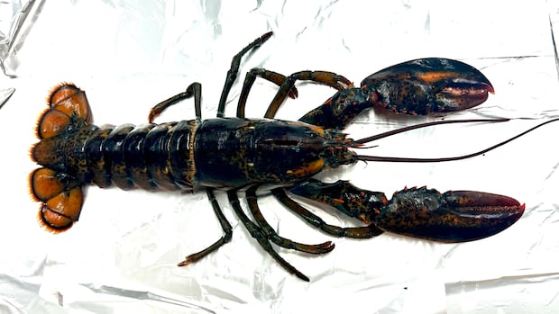 New N.S. study finds microplastics in edible portions of lobster tails