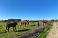 Castilla-La Mancha mejora la aplicación de pagos a agricultores y ganaderos para evitar fallos y tramitar más rápido