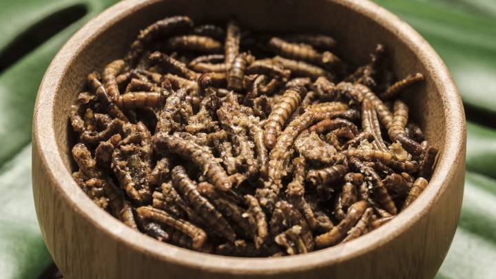 Un estudio explora incorporar la proteína de insecto en lácteos pasteurizados y 'brownies'
