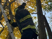 A cat is rescued, golf balls go flying, and a dog wanders into the Ted Williams Tunnel