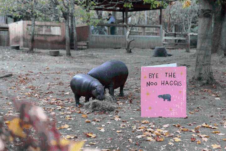 Haggis the pygmy hippo moves on out - The Edinburgh Reporter