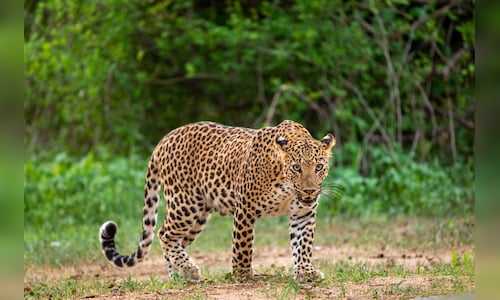 Centre approves India's first leopard birth control programme in Maharashtra
