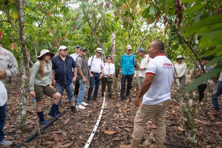 San Martín y Suiza blindan el futuro del cacao peruano: Firman pacto por una producción libre de deforestación