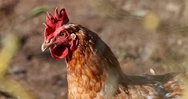 EE.UU. confirma la primera muerte de una persona infectada con la cepa H5N5 de gripe aviar