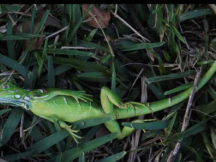 Alerta en Florida por iguanas que caen de los árboles