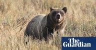 Eleven injured after grizzly bear attacks schoolchildren and teachers in Canada