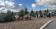 Hutton Settlement Christmas tree farm opens for holiday season