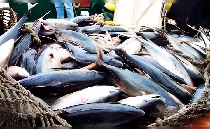 Sada Goray: Exdirector de Pesca niega pagos ilícitos