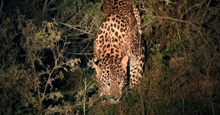2nd leopard attack in 3 months at Bannerghatta, woman injured