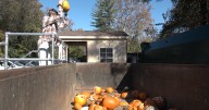 Eco-friendly ways to get rid of your pumpkin after Halloween