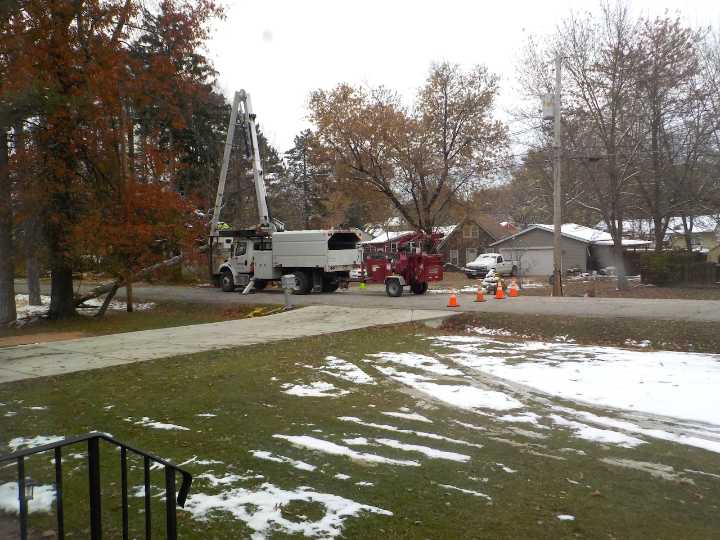 Another tree bites the dust: Whit & Whimsey