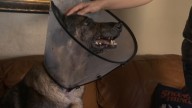 Birmingham family says service dog was shot in front of home