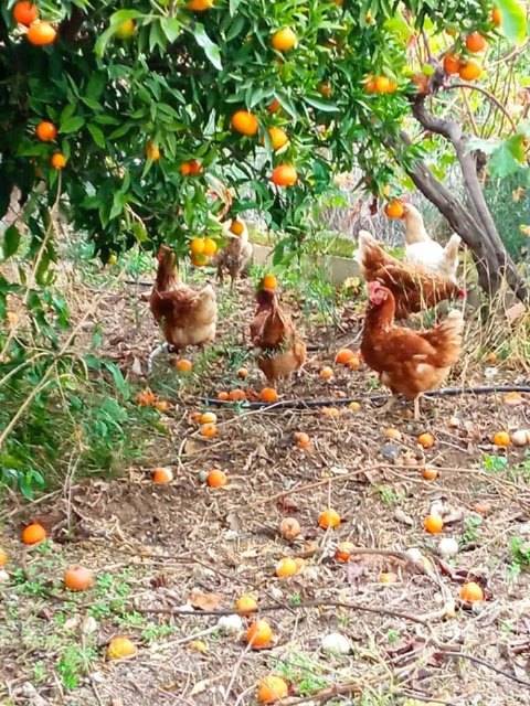 Amplían el confinamiento de aves de cría a todas las granjas de España