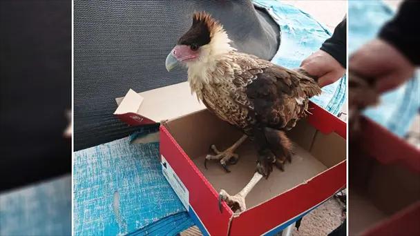 Ave “quelele” es atendida en estado crítico en San Carlos