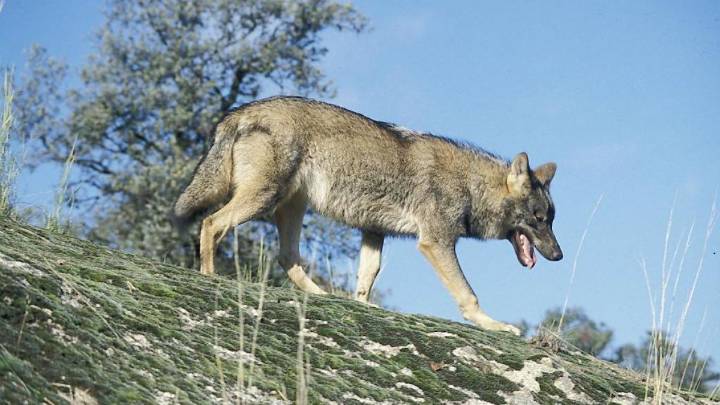 Nuevos ataques de lobo en Salamanca: muertos varios terneros y ovejas