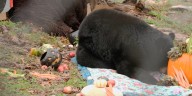 Bears at Dickerson Park Zoo enjoy Thanksgiving feast before winter