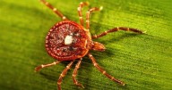 A red meat allergy caused by ticks killed a N.J. man. Here's what to know
