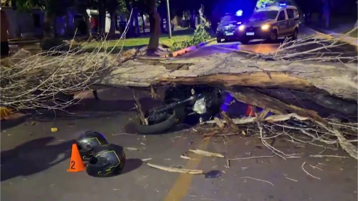 Guaymallén detalló que hay otros 800 ejemplares a retirar tras el árbol que cayó sobre una moto
