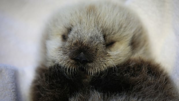 Toxic 'forever chemicals' are in B.C. sea otters, new study finds