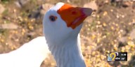 Riverside Cemetery’s Frankie the goose to welcome new companion