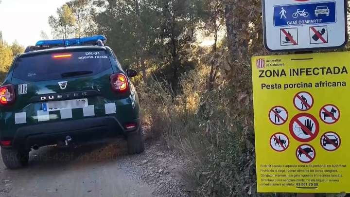 La Generalitat de Cataluña pide el despliegue de la UME ante el brote de peste porcina tras hallarse ocho jabalíes más muertos