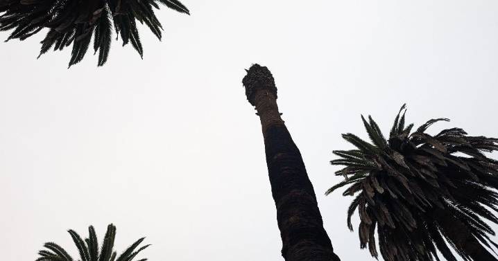 Century-old palms in Elysian Park marked for removal