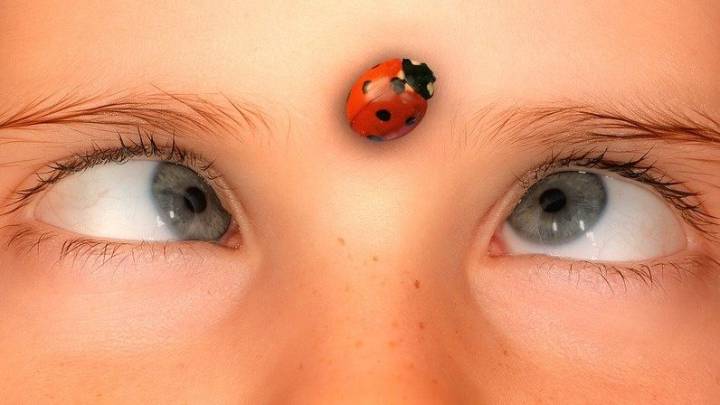 Winnipeg Woman Hosts Lovely Housewarming Party for Area Ladybugs