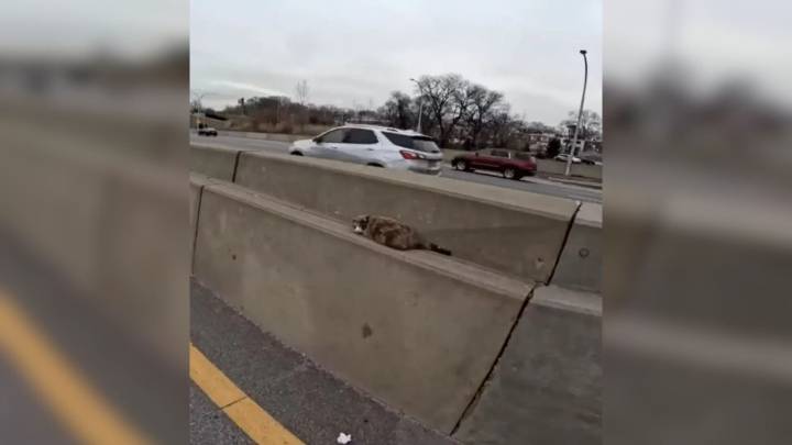 Driver Sees An Unusual Shape On The Median In New York And Knows Something Is Very Wrong