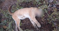 Colorado Parks and Wildlife investigating illegal killing of mountain lion near Almont
