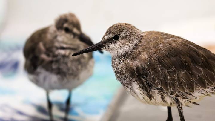 Why these shorebirds keep ending up at a Tampa Bay bird hospital