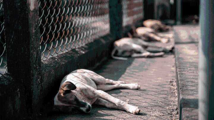 Supreme Court orders removal of stray dogs from schools, hospitals and stations