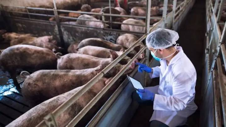 Nuevo plan del Senasa contra la enfermedad de Aujeszky: “Hubo toma de conciencia en la erradicación de esta patología”