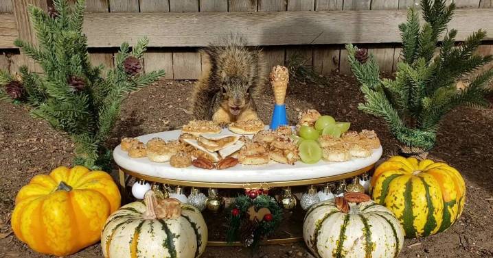 Englewood woman prepares unreal Thanksgiving spread for her backyard squirrels: ‘Want them to feel special’