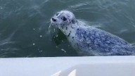Seal jumps on boat to escape killer whales
