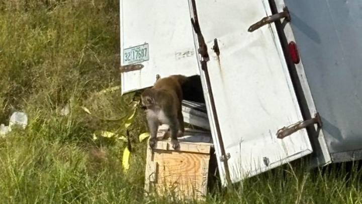 2nd escaped monkey killed as search continues after Mississippi crash