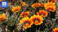 Farmers and environmentalists call for national ban on selling invasive weed gazania