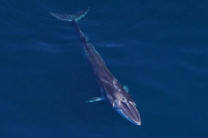 Rarely Seen ‘Deep-Diving’ Whales Spotted off the Coast of Massachusetts