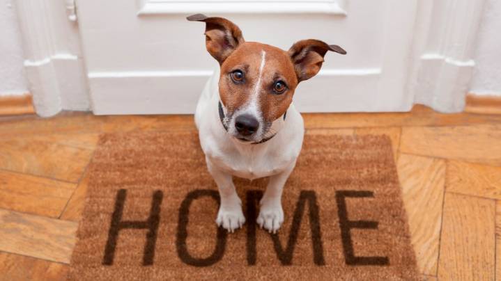 Tips to keep your pets safe at the holiday dinner table