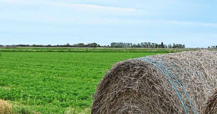 El agro cerró octubre con el tercer mejor aporte de dólares en 2025: superó los US$34.500 millones