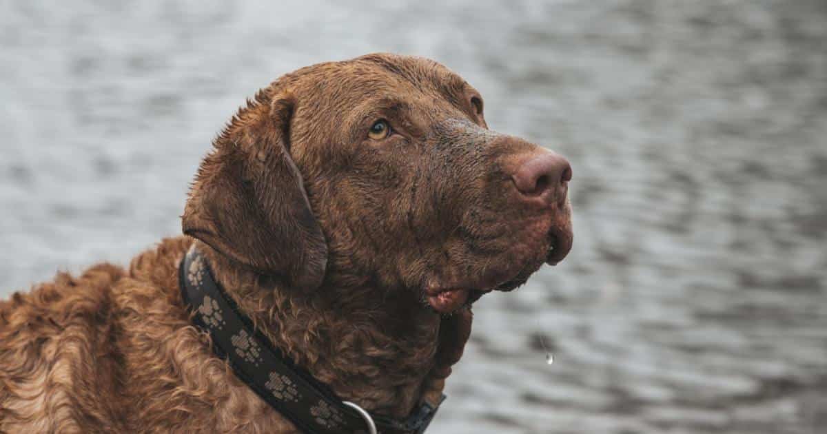 7 Things Every Chesapeake Bay Retriever Owner Should Know Before Bringing One Home