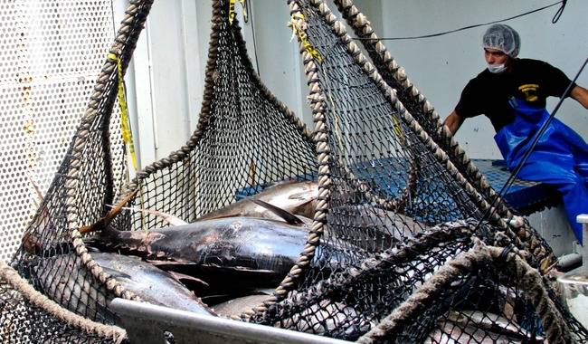 Conapesca informa: En noviembre inician siete periodos de aprovechamiento y dos de veda.