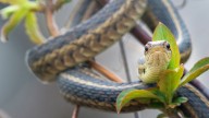 Why the Garter Snake Is Your Garden's Best Friend