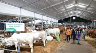 Monagas exhibe más 500 ejemplares en la Expo Agroindustrial 2025