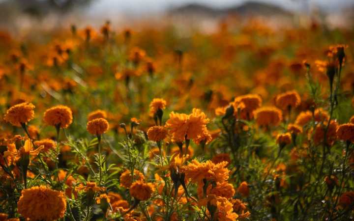 Día de Muertos | Cempasúchil: la flor guía de los difuntos
