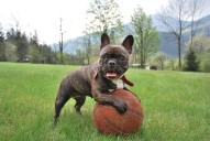 Ultimate French Bulldog Puppy Shopping List: Checklist of 25 Must