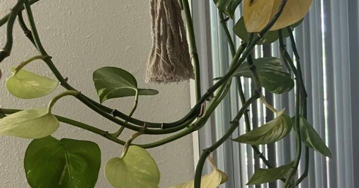 Yellowing pothos leaves could be a sign of stress