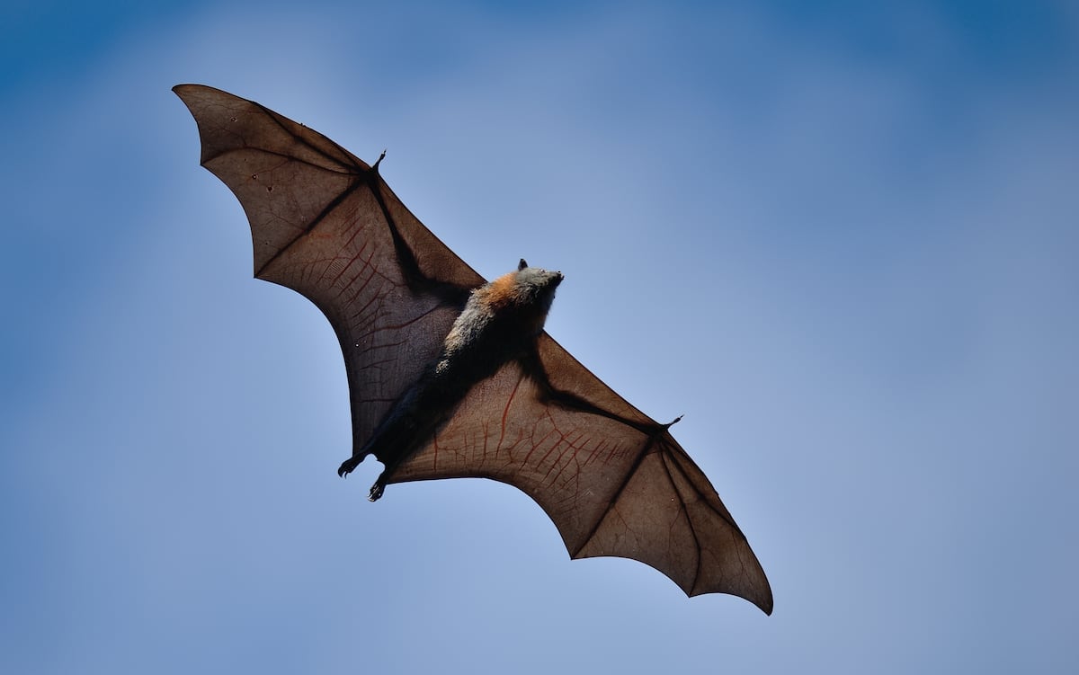 El juego del lenguaje