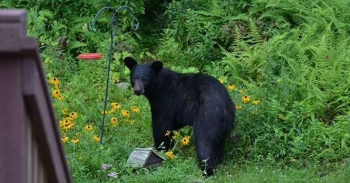 Michigan is home to 12,400 black bears. Don’t let your house become part of their den.
